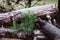 The branches of a young pine grow through a pile of old logs near an abandoned sawmill