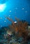 Branching black coral with a Longnose hawkfish.