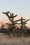 Branching Cacti Standing in a Desert above a Blue Sky with a Pale Horizon