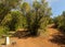 Branching forest footpath