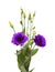 A branching stem of dark purple lisianthus isolated on white