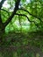 Branching of tree branches towards the ground offering good shade for greenish vegetation