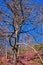 Branching tree on a mountain slope in early spring, mount Stolovi