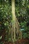 The Branching Trunk of a Latanier Latte Tree in Hawaii