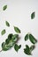 A branchs of fresh green laurel bay leaves on a white background. Top view. Copy space
