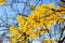 Branchs of with yellow golden leaves hornbeam  Carpinus betulus  against sun light in autumn in forest. View from below