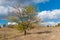 Branchy apricot tree against blue cloudy sky at fall season