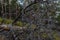 Branchy bare gray tree lies on ground after fire on slope of mountain. Pine green forest backdrop