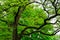 Branchy big old tree in japanese forest, mystery fairytale concept, botanical background