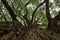 Branchy crown and trunk of a millennium oak