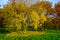 Branchy Maple with Fallen Leaves in Autumn Park