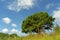 Branchy pine on a background of blue sky