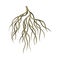 Branchy root of a tree or bush, underground stem, rootstalk. Botany or dendrology design element vector illustration