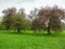 Branchy trees and green grass