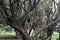 branchy trunk bush in autumn park texture