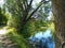 Branchy willow near the pond in summer day.