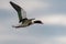 brand goose on the Island of Amrum in Northern Germany