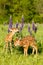 Brand new baby fawns in vertical photograph