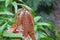 Brand new leaves opening on young Mango tree