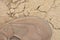 Brand new suede and nylon beige tan camo military tactical desert combat boot, arid dried soil and sand, horizontal background