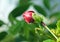 Brand new unopened flower bud red Hibiscus plant