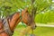 A branded horse eating hay