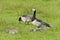 Brandgans, Barnacle Goose, Branta leucopsis