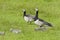 Brandgans, Barnacle Goose, Branta leucopsis