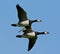 Brandgans, Barnacle Goose, Branta leucopsis