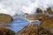 Brandingloper, Surfbird, Calidris virgata