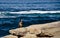 Brandt Cormorant watches people near Point La Jolla