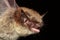 Brandt\\\'s bat (Myotis brandtii) portrait in natural habitat