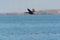 Brandt`s Cormorant flying at seaside.