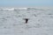 Brandt`s Cormorant flying at seaside.