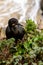 Brandt`s cormorant nesting