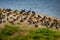 Brandt\'s Cormorant Phalacrocorax penicillatus point Lobos bird