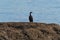 Brandt`s Cormorant relexing at seaside.