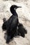 Brandt\'s cormorants