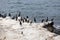 Brandt`s Cormorants