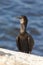 Brandt`s Cormorants bird