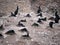 Brandt\'s cormorants nesting