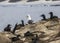 Brandt`s Cormorants on Nests with Single Gull Among Them