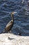 Brandts Cormorants bird