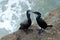 Brandts cormorants nesting at La Jolla Cove