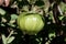 Brandywine black green tomato on the organic garden plant