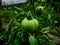 Brandywine tomato natural fruit vegetable flora in the garden