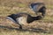 Brant, Branta bernicla