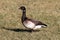 Brant (Branta bernicla) on a grassy field