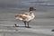 Brant (Branta bernicla nigricans) on beach