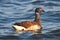 Brant (Branta bernicla) Swimming